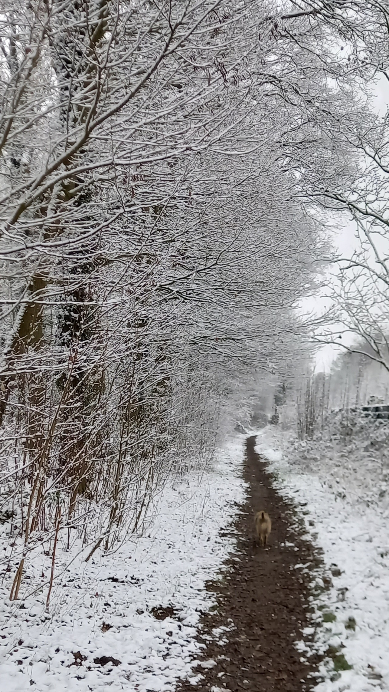 Living in wonderland..